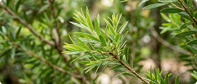 Arbre à thé